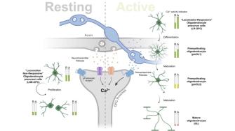 Fiore et al. 2023 - Graphical Abstract